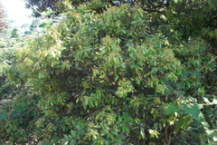 Cinnamomum wightii